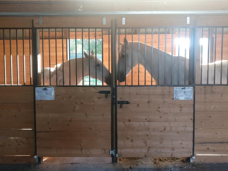Two horses in their stall greeting each other.