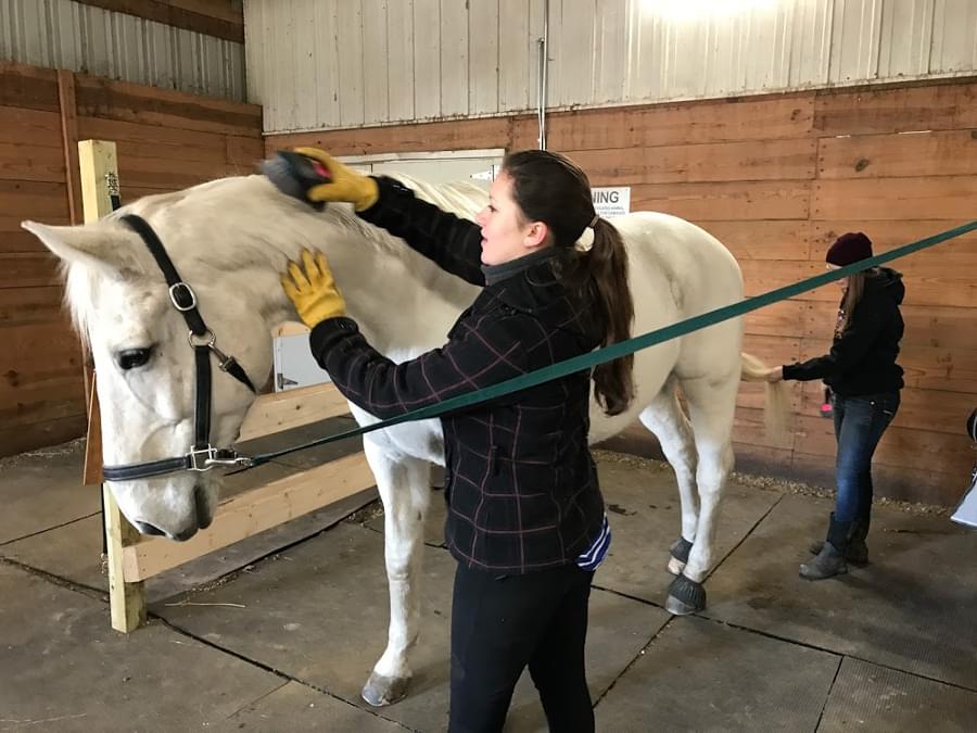 Two staff members grooming a horse.